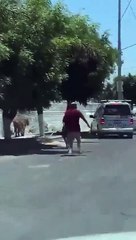 Homens perseguem e apanham tigre à solta em rua em Guadalajara