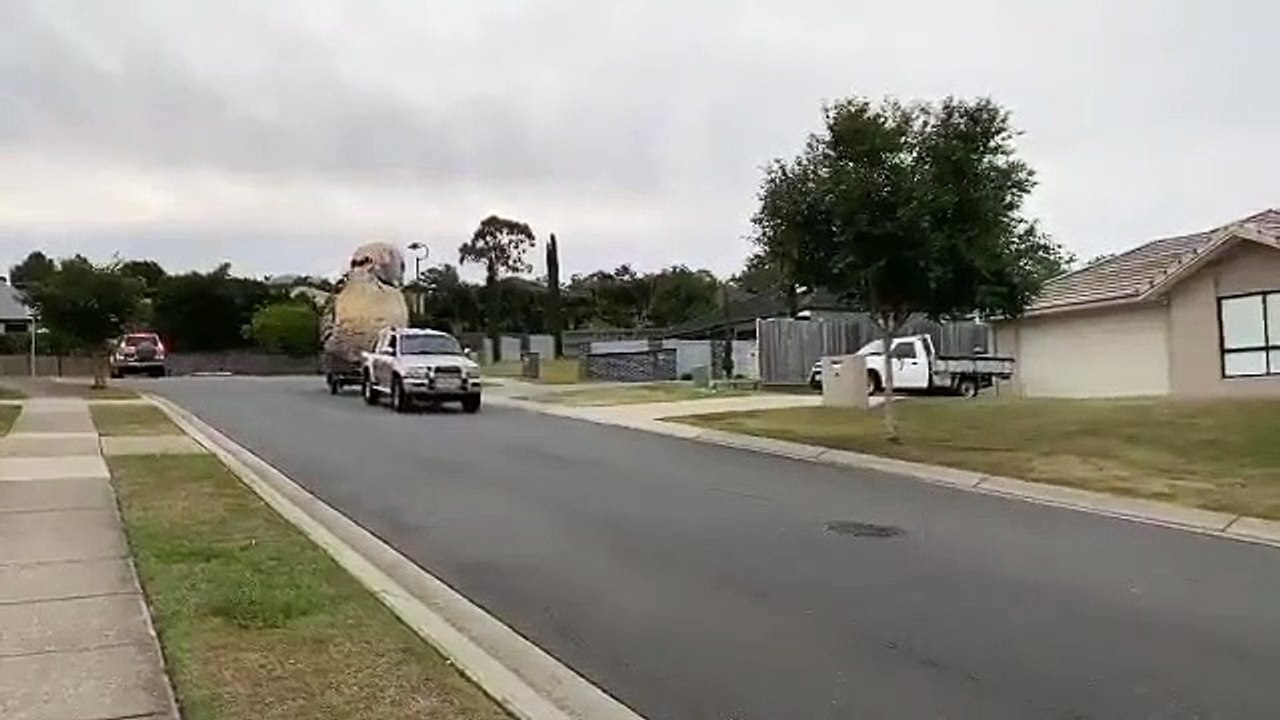 kookaburra