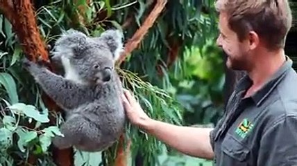 Nasceu o primeiro coala na Austrália após incêndios que devastaram o país