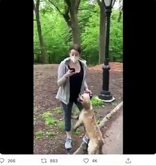 Homem pede a mulher que coloque coleira no cão. Esta chama a polícia