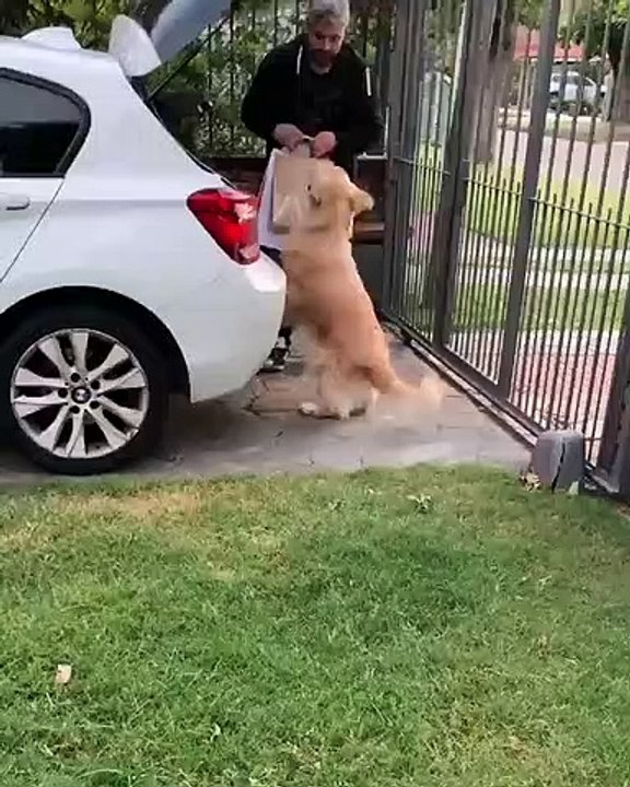 Golden Retriever, Compras