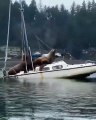 Vídeo mostra vários leões marinhos a relaxar em cima de barco nos EUA