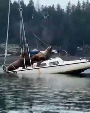 Vídeo mostra vários leões marinhos a relaxar em cima de barco nos EUA