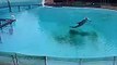 golfinhos zoo