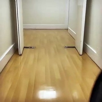 Brian May, guitarrista dos Queen, vai ao hospotal após lesão... no rabo