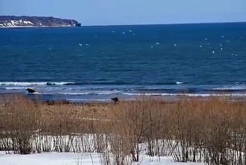Alce foge para o oceano para escapar a urso faminto em reserva russa