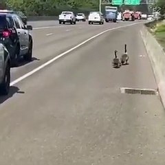 Patos, polícia