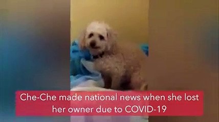 Cadela que ficou "órfã" devido à Covid-19 encontra uma nova família