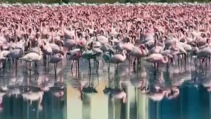 Lago na Índia fica cor-de-rosa com a chegada de milhares de flamingos