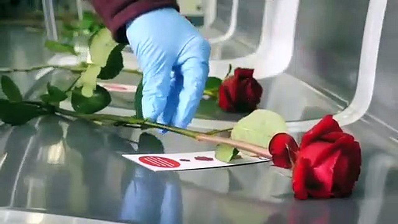 Sant Jordi