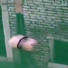 Medusas em Veneza