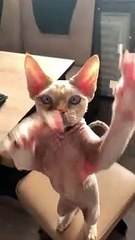Sphynx Cat Claws for Cooking