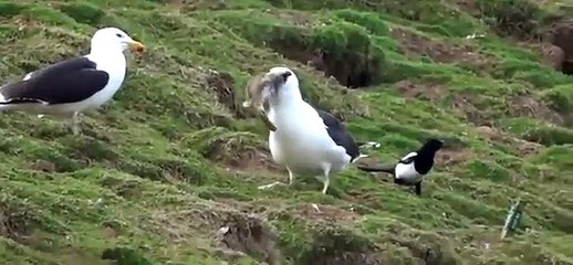 Imagens impressionantes. Gaivota tira coelho da toca e engole-o vivo