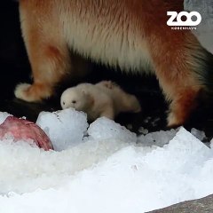 Cria de urso polar zoo aventura-se no exterior