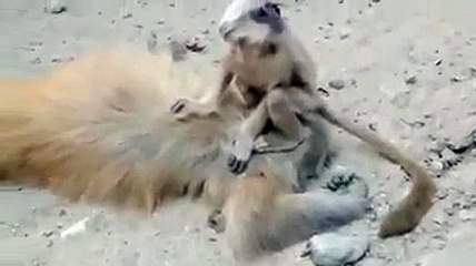 Macaco bebé tenta acordar mãe electrocutada