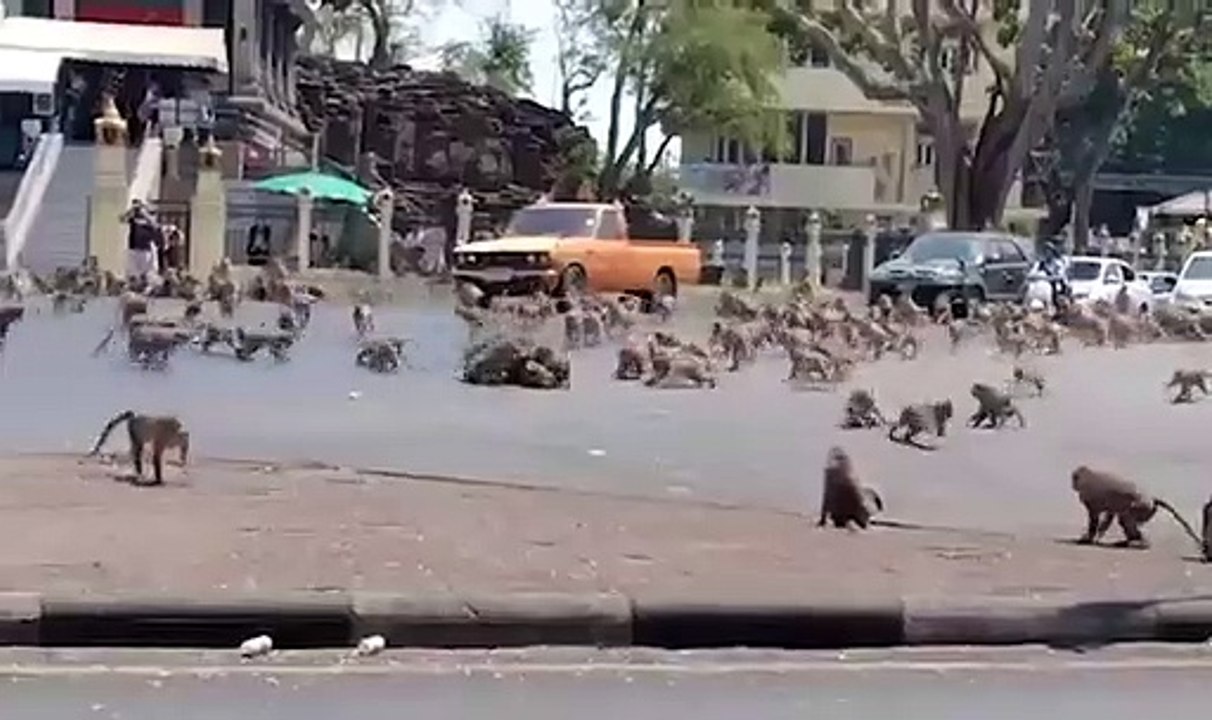 Sem turistas na cidade, macacos lutam por uma b...