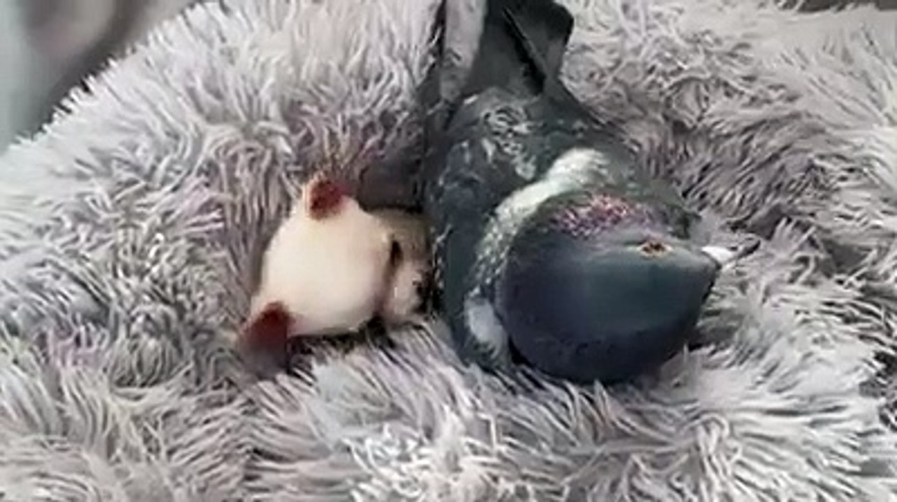 Cão que não anda e pombo que não voa tornam-se melhores amigos
