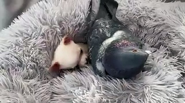 Cão que não anda e pombo que não voa tornam-se melhores amigos