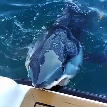 Tubarão morde lateral de barco de investigação na Nova Zelândia