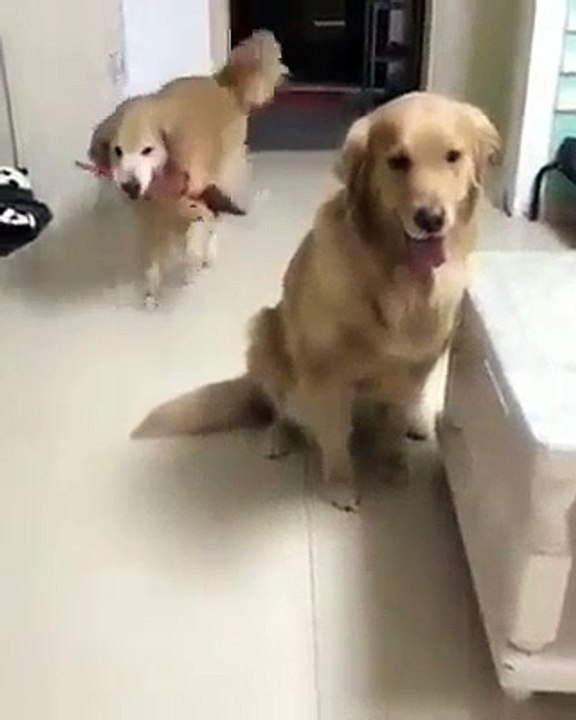 Cães, Valentim
