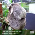 Koalas devolvidos à natureza