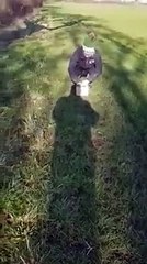 Coruja resgatada no Reino Unido era demasiado obesa para voar