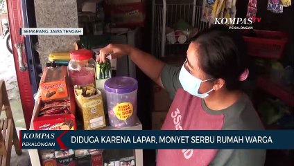 Diduga Lapar, Monyet Serbu Rumah Warga