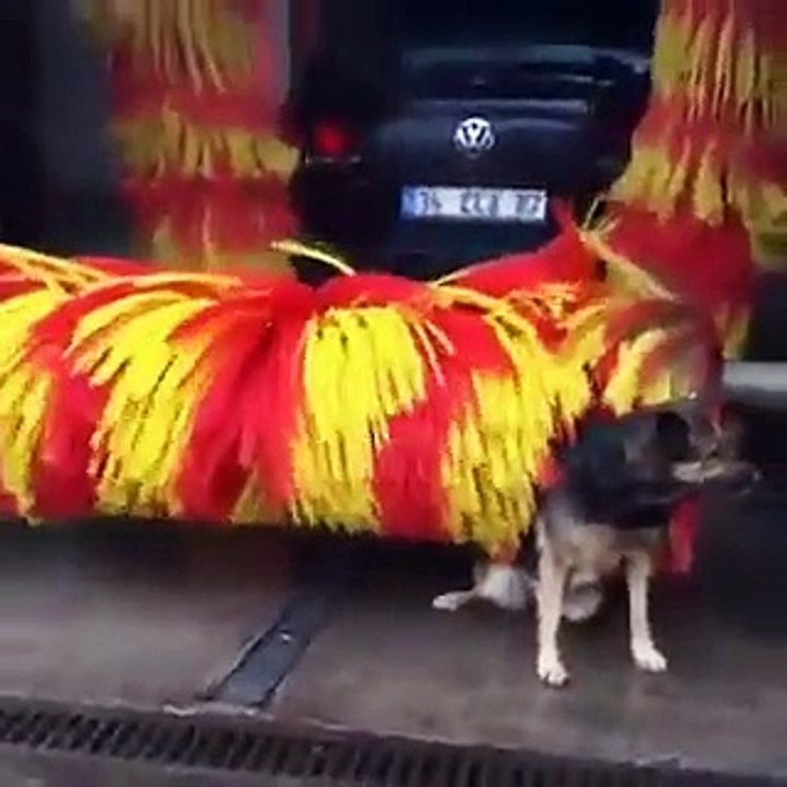 Cão, Lavagem