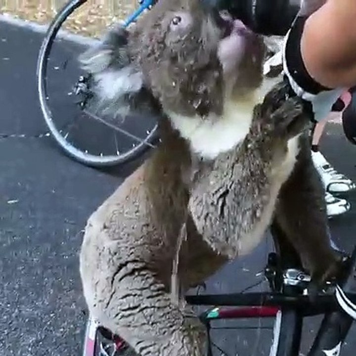 coala sede austrála