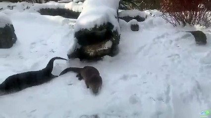 Lontras a brincar na neve