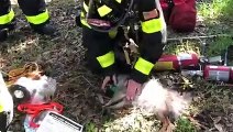 Bombeiros resgatam mulher e cães