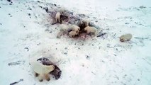 Aldeia russa foi invadida por mais de 50 ursos polares