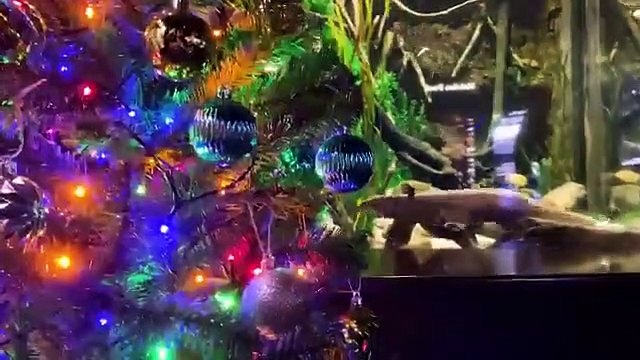 Enguia elétrica dá energia a luzes de árvore de Natal. Chocado?