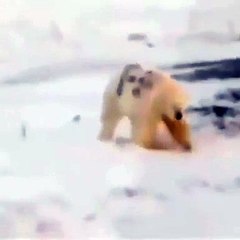 Urso polar pintado com spray