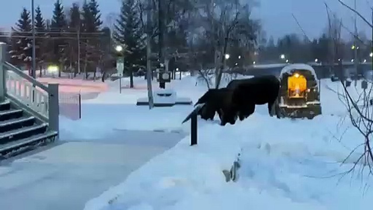 Alces Alasca