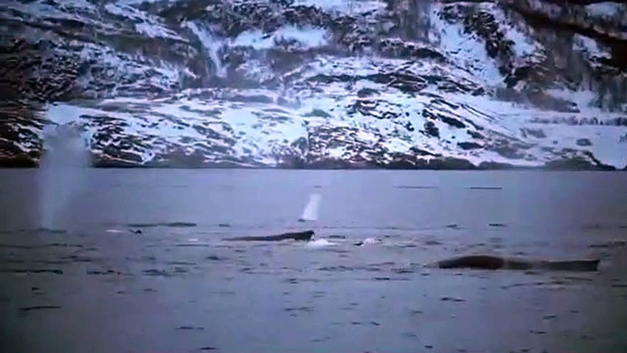 Baleias Noruega
