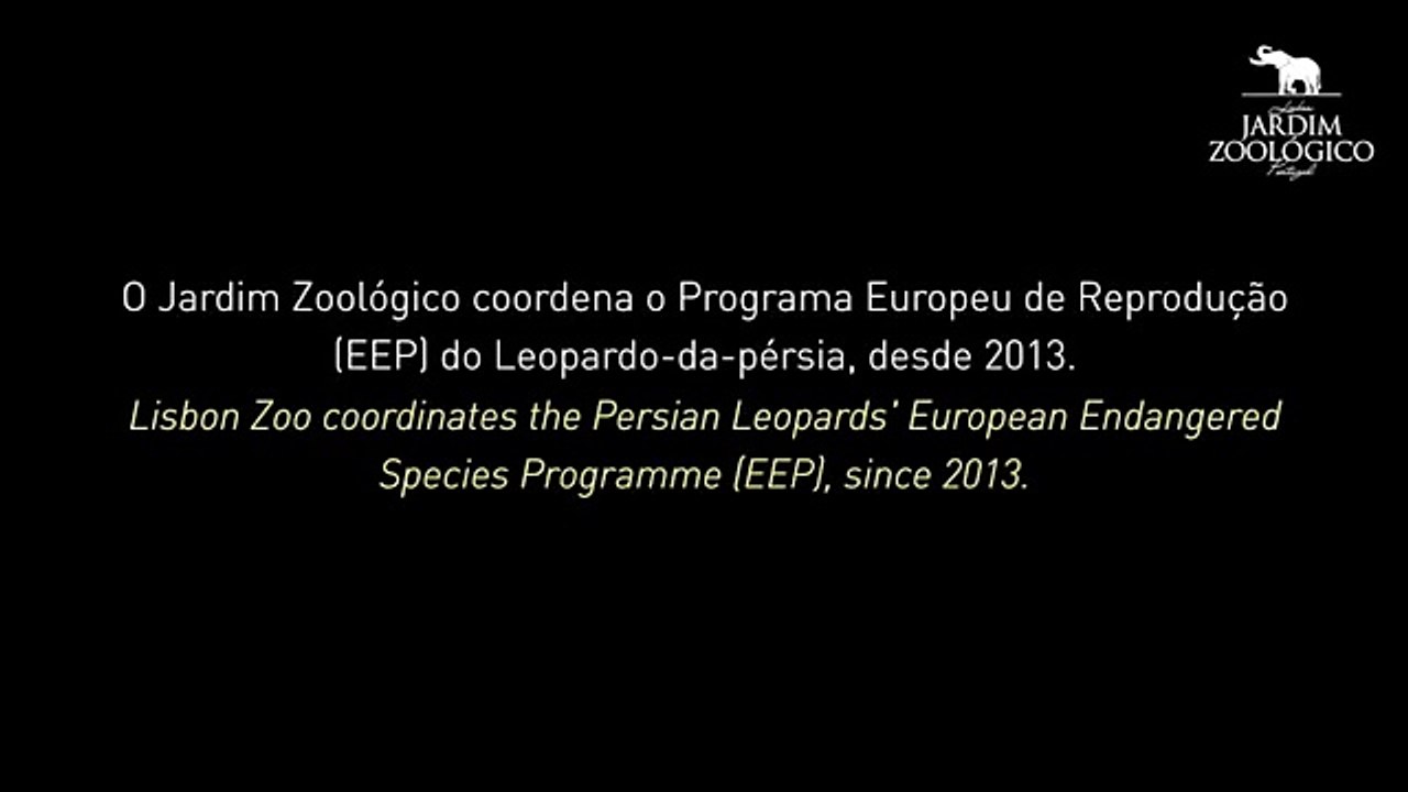 leopardo, zoo