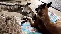 Este cão e esta girafa bebé da África do Sul são os melhores amigos