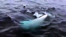 Baleia, Beluga