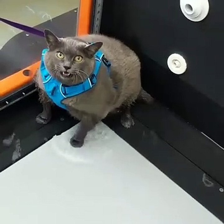 Gata obesa exercício