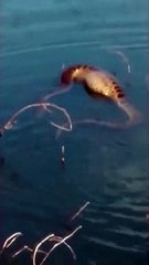 Anaconda nada depois de engolir uma capivara inteira no Brasil