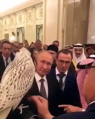 Putin oferece falcão a rei saudita e ave defeca por todo o lado. Ora veja