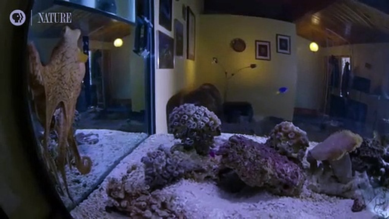 Polvo a sonhar e a mudar de cor