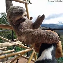 Rescued Sloth Cuddles Beagle Friend