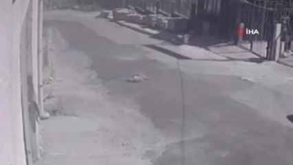 Esenyurt'ta hızla gelen kamyonet köpeğe çarptı