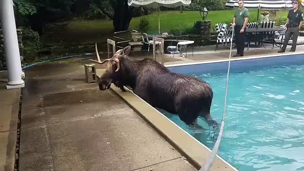 Alce piscina