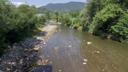 أسماك نافقة في نهر روماني .. السكان يتعبرونها كارثة والسلطات تحقق