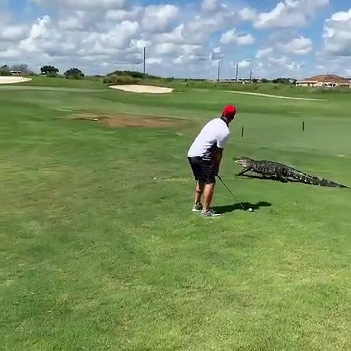 aligator, golfe