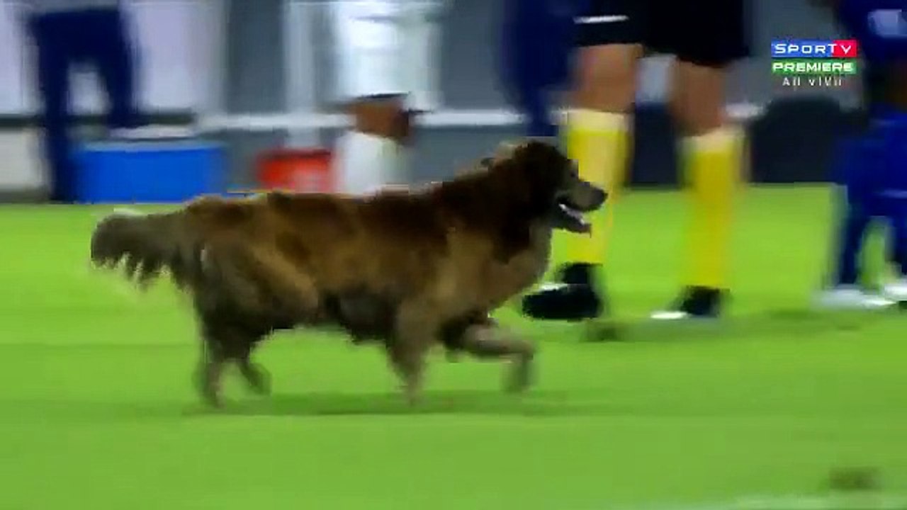 Cão invadiu o relvado