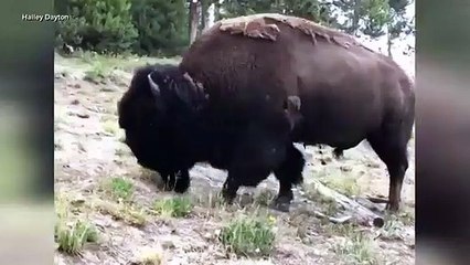 Bisonte investe em menina de nove anos